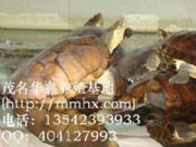 ����3-5��ʯ���X������(�D)